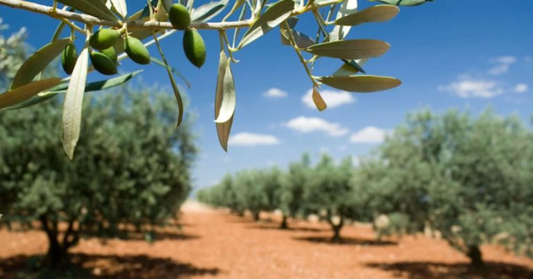 Rameau portant des olives au premier plan d’une oliveraie sous un ciel bleu.